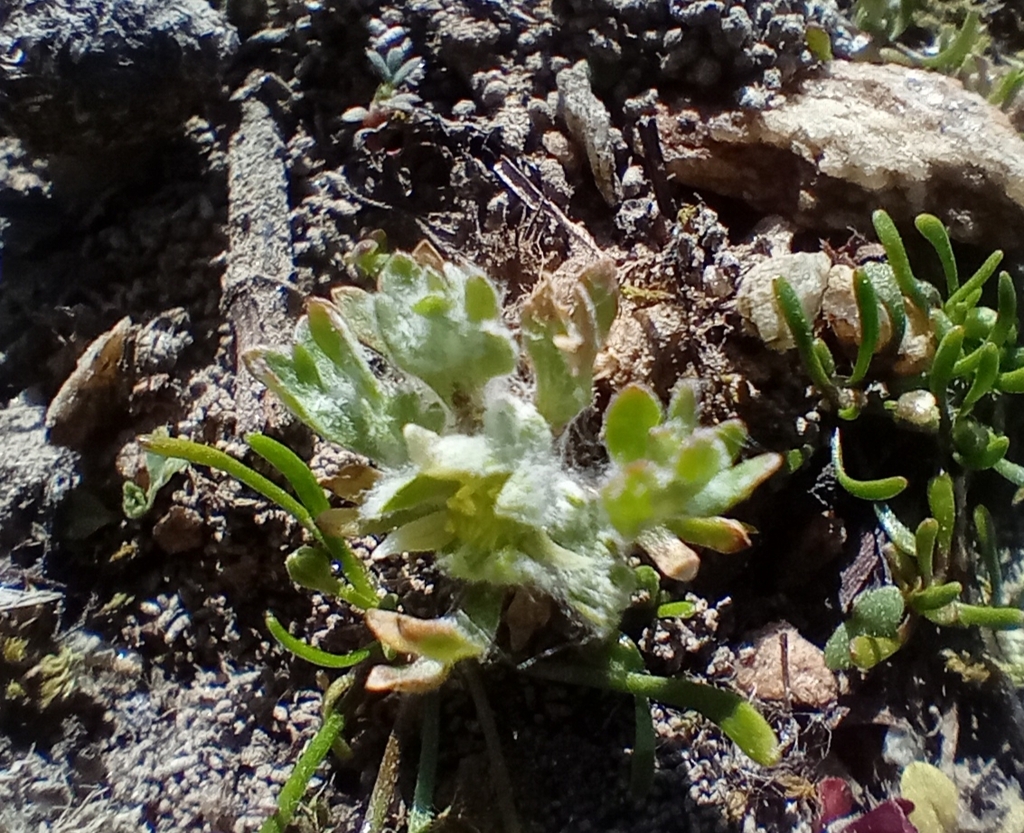 Ceratocephala pungens — ground-level reference photograph, (c) John Barkla, some rights reserved (CC BY)