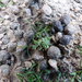 Ceratocephala pungens — ground-level reference photograph, (c) Colin Meurk, some rights reserved (CC BY-SA)