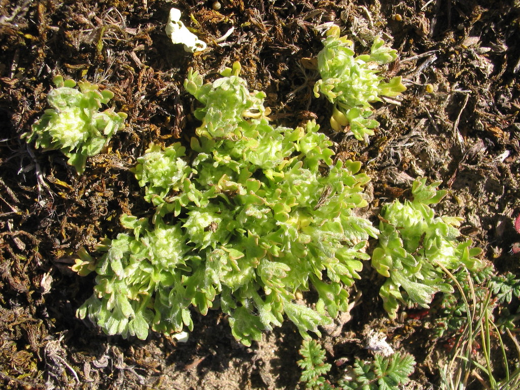 Ceratocephala pungens — ground-level reference photograph, (c) John Barkla, some rights reserved (CC BY)