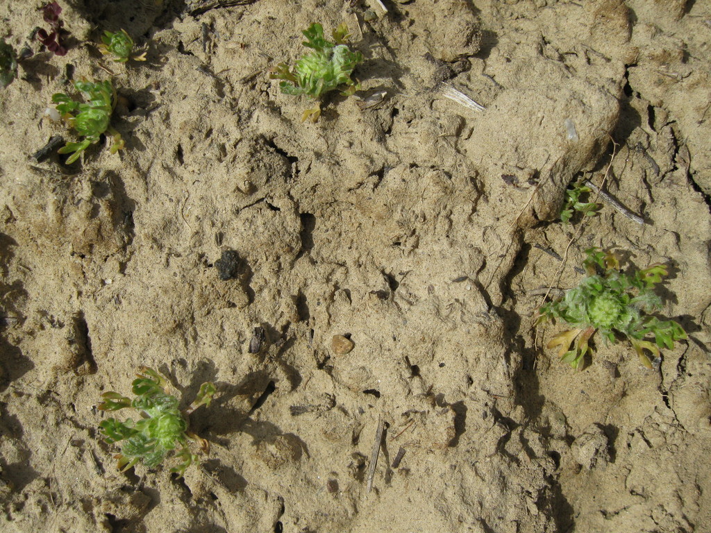 Ceratocephala pungens — ground-level reference photograph, (c) John Barkla, some rights reserved (CC BY)