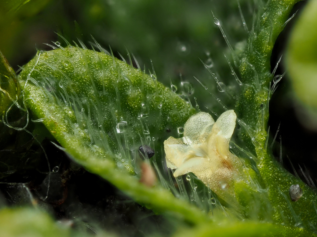 Myosotis brevis — ground-level reference photograph, (c) Emily Roberts, some rights reserved (CC BY)