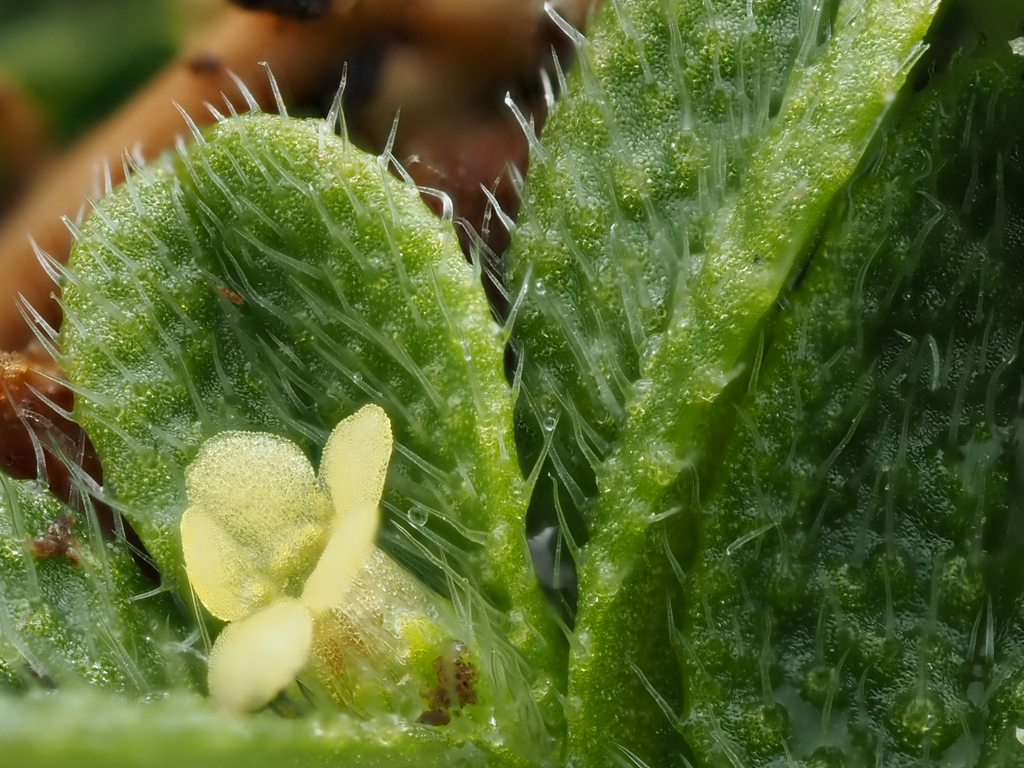 Myosotis brevis — ground-level reference photograph, (c) Emily Roberts, some rights reserved (CC BY)