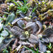 Myosotis brevis — ground-level reference photograph, (c) John Barkla, some rights reserved (CC BY)