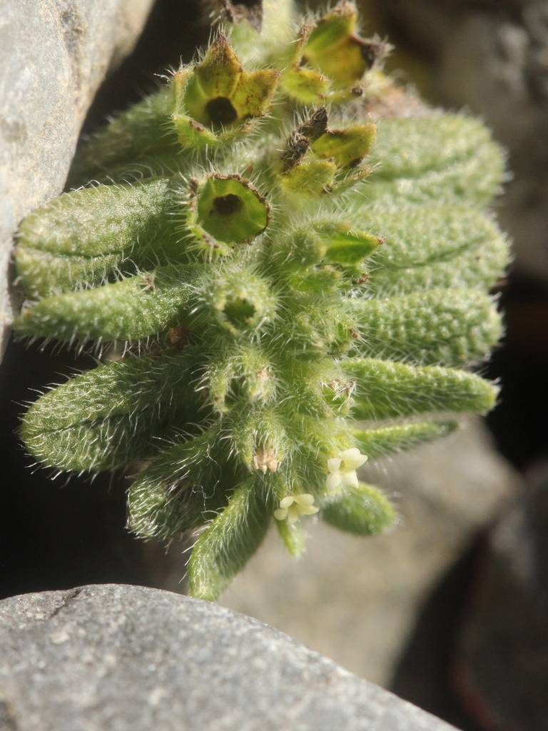 Myosotis brevis — ground-level reference photograph, (c) Joe Dillon, some rights reserved (CC BY)
