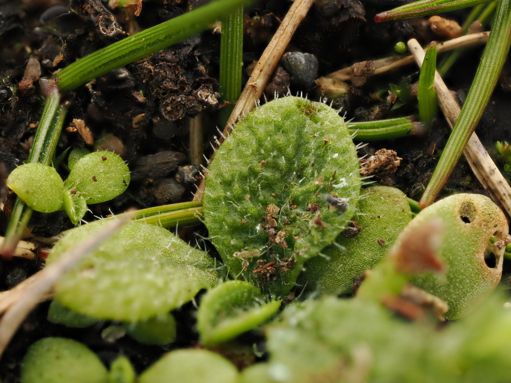 Myosotis brevis — ground-level reference photograph, (c) Emily Roberts, some rights reserved (CC BY)