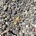 Myosotis brevis — ground-level reference photograph, (c) Tim Park, some rights reserved (CC BY)