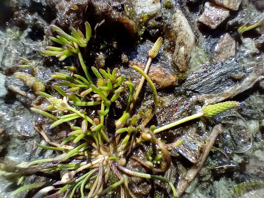 Myosurus minimus subsp. novae-zelandiae — ground-level reference photograph, (c) John Barkla, some rights reserved (CC BY)