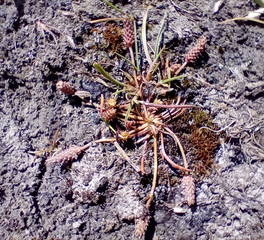 Myosurus minimus subsp. novae-zelandiae — ground-level reference photograph, (c) John Barkla, some rights reserved (CC BY)
