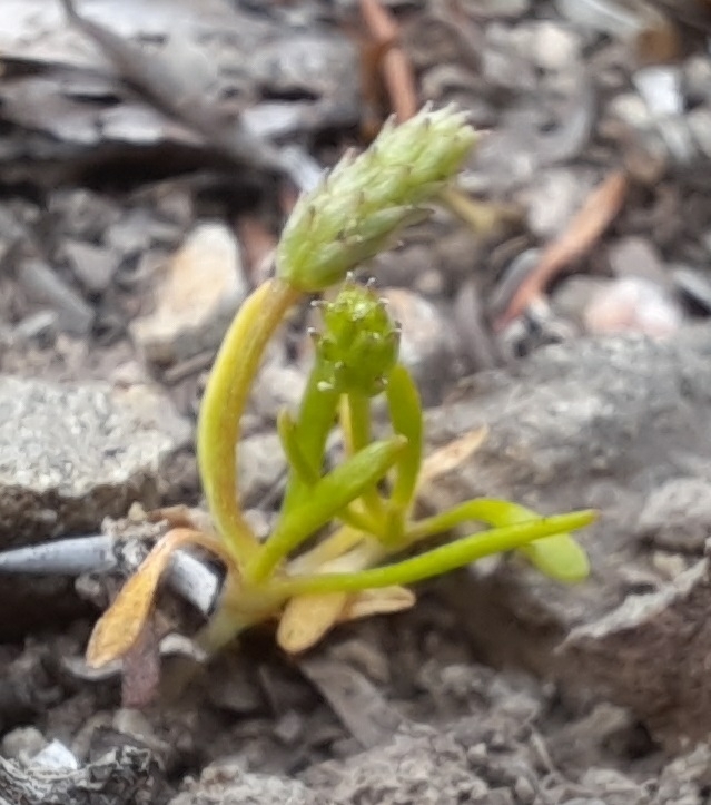 Myosurus minimus subsp. novae-zelandiae — ground-level reference photograph, (c) Alice Shanks, some rights reserved (CC BY)