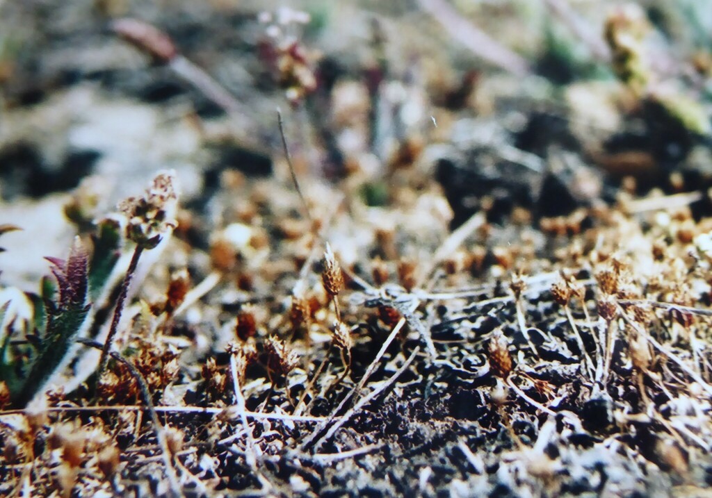 Myosurus minimus subsp. novae-zelandiae — ground-level reference photograph, (c) Aalbert Rebergen, some rights reserved (CC BY)